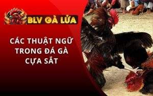 Các thuật ngữ trong đá gà cựa sắt