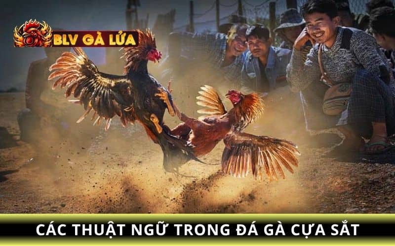 Khái quát về các thuật ngữ trong đá gà cựa sắt