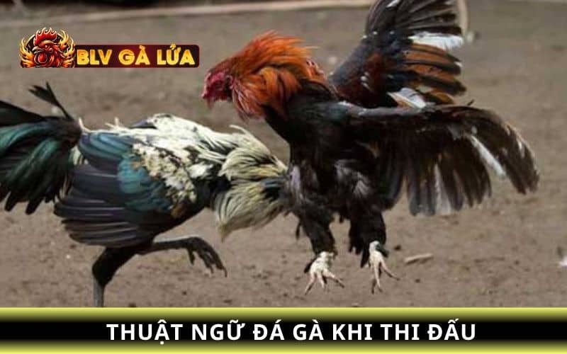 Thuật ngữ khi thi đấu