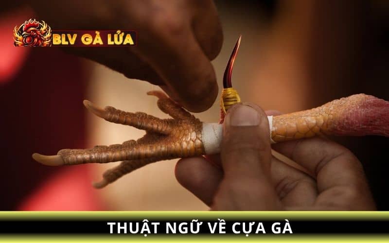 Thuật ngữ về cựa gà