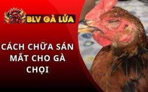Cách Chữa Sán Mắt Cho Gà Chọi