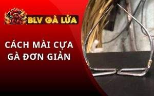 Cách Mài Cựa Gà
