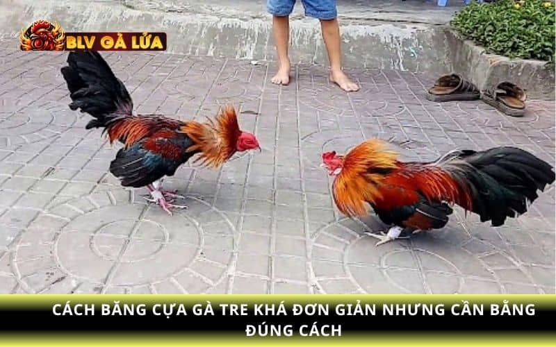 Băng cựa gà tre đúng cách sẽ gà đá chính xác và tăng cơ hội chiến thắng Băng cựa gà tre đúng cách sẽ gà đá chính xác và tăng cơ hội chiến thắng
