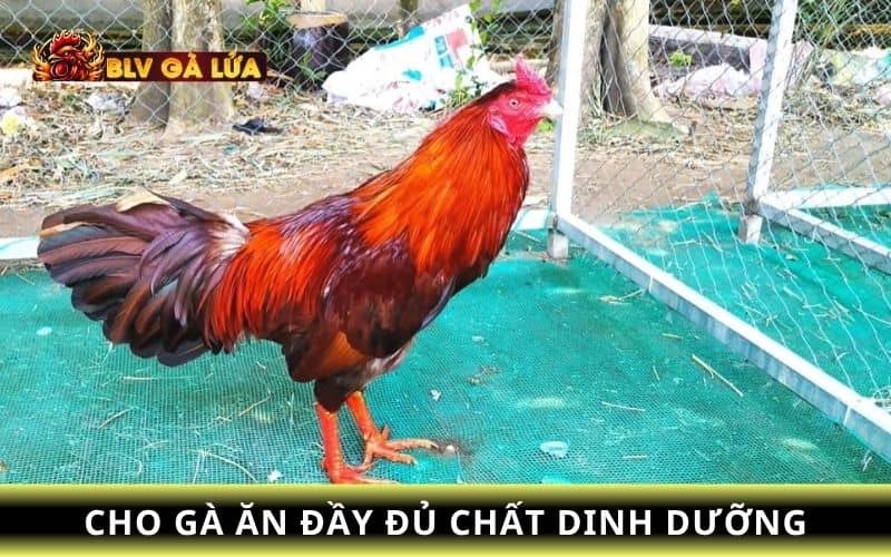 Bổ sung dinh dưỡng giúp gà nhanh chóng phục hồi Bổ sung dinh dưỡng giúp gà nhanh chóng phục hồi