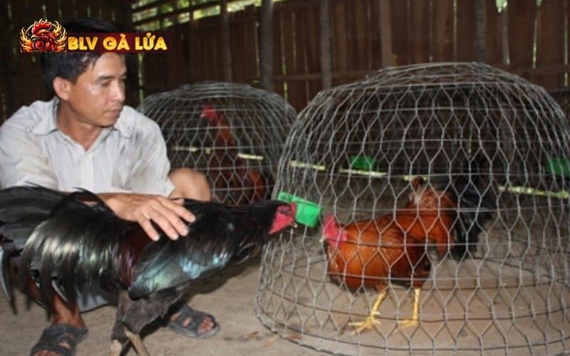 Các bài tập luyện khi nuôi gà vô chế độ đá Các bài tập luyện khi nuôi gà vô chế độ đá