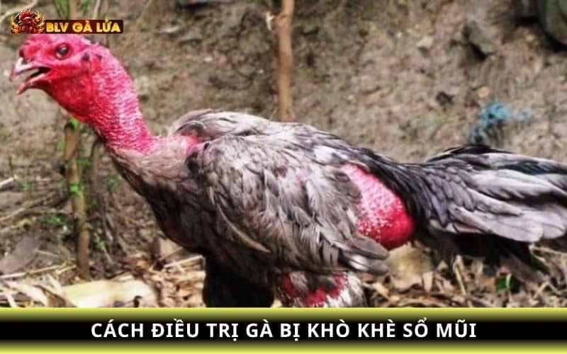 Các biện pháp điều trị gà bị khò khè sổ mũi Các biện pháp điều trị gà bị khò khè sổ mũi