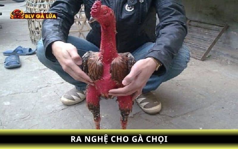 Các bước ra nghệ cho gà chọi