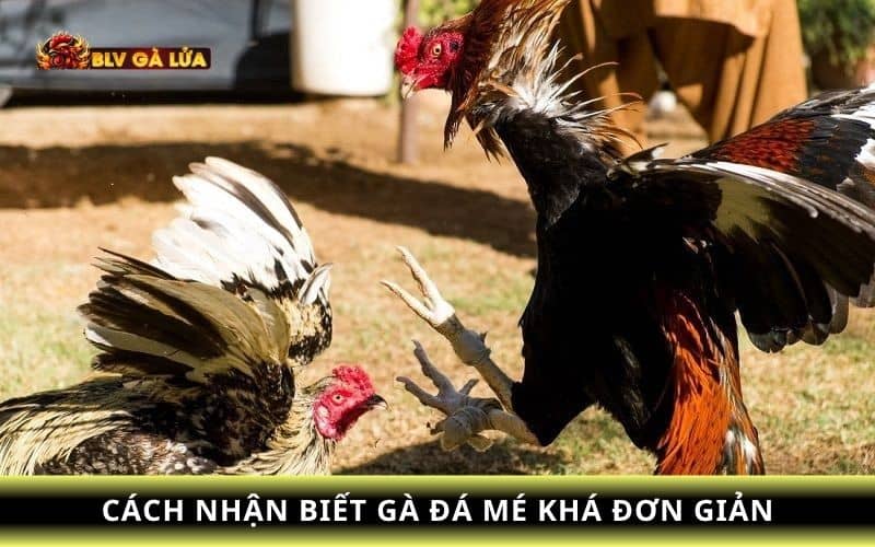Các đặc điểm nhận biết gà đá mé Các đặc điểm nhận biết gà đá mé