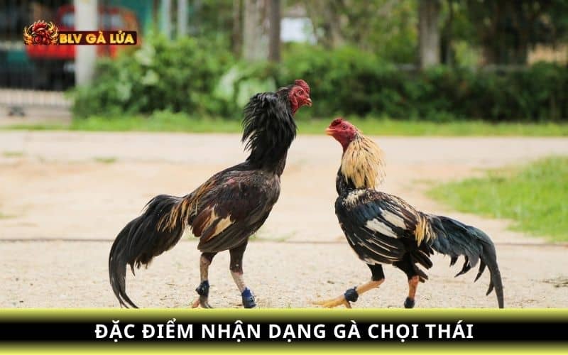 Các đặc điểm nhận dạng gà chọi Thái Các đặc điểm nhận dạng gà chọi Thái