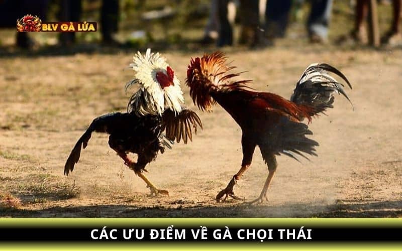 Các đánh giá từ các sư kê về gà chọi Thái Các đánh giá từ các sư kê về gà chọi Thái