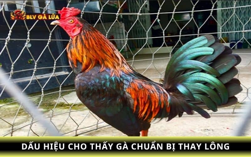 Các dấu hiệu gà chuẩn bị thay lông Các dấu hiệu gà chuẩn bị thay lông