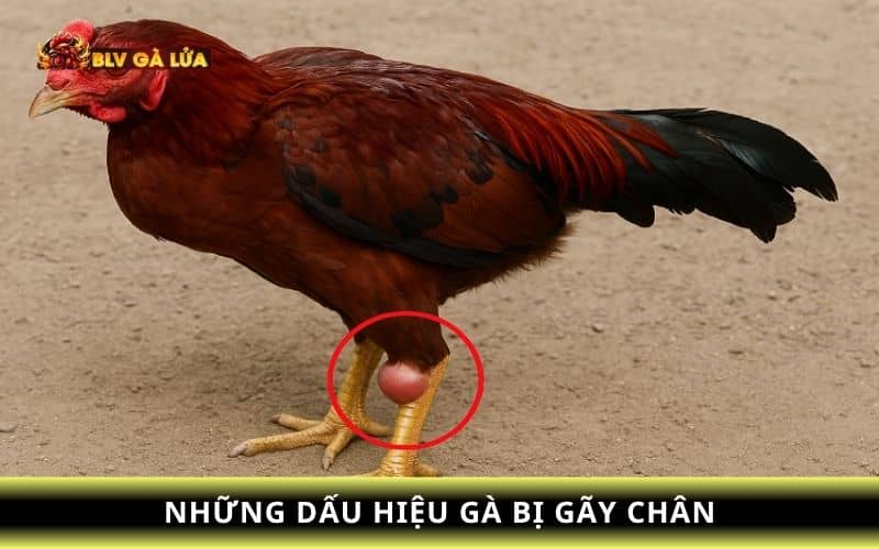 Các dấu hiệu gà đá bị gãy chân Các dấu hiệu gà đá bị gãy chân