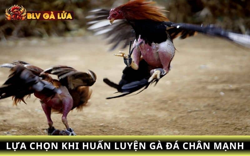 Các điều kiện để sở hữu gà đá chân mạnh Các điều kiện để sở hữu gà đá chân mạnh
