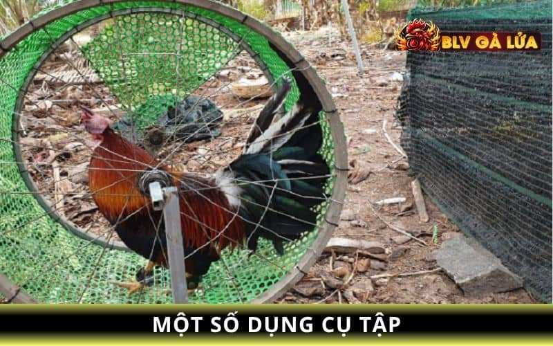 Các giai đoạn tập luyện gà đá bo lớn Các giai đoạn tập luyện gà đá bo lớn