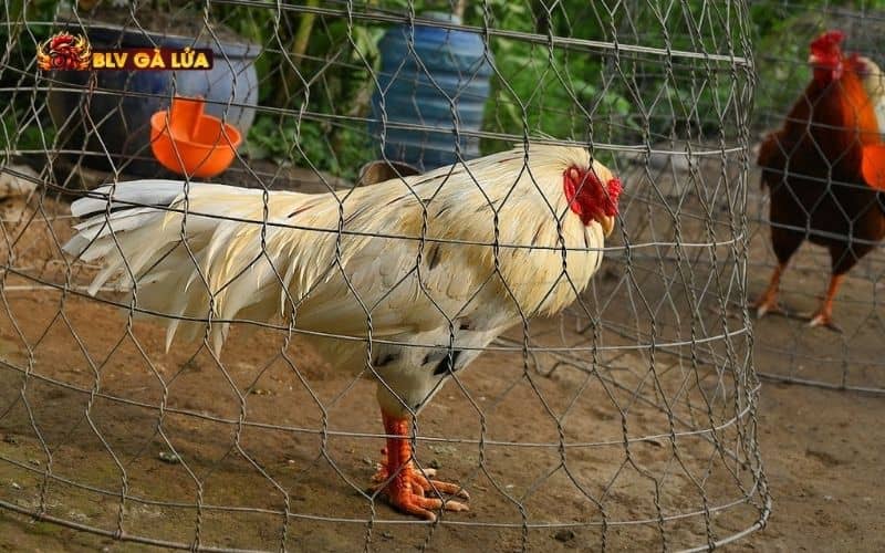 Các loại gà tử mị phổ biến Các loại gà tử mị phổ biến