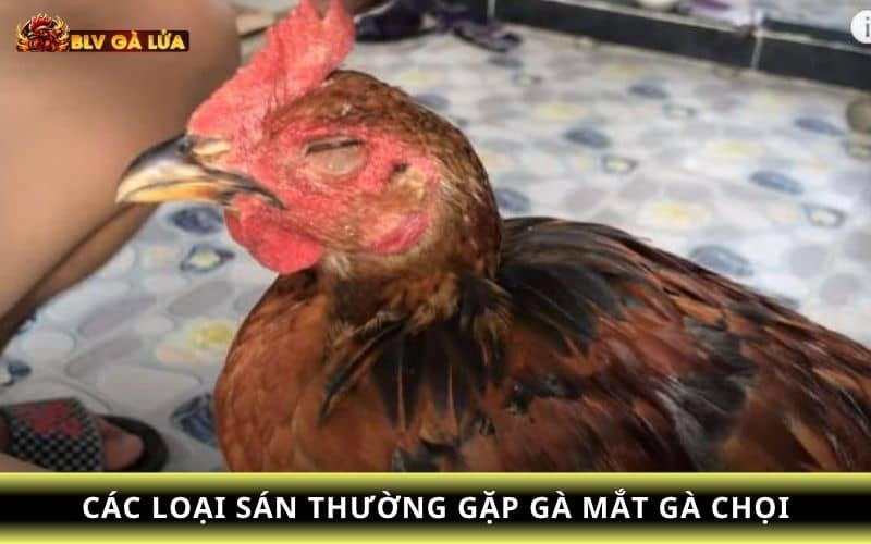 Các loại sán ở mắt gà chọi thường gặp Các loại sán ở mắt gà chọi thường gặp