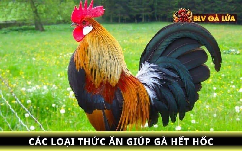 Các loại thức ăn bạn nên bổ sung cho gà khi bị hốc Các loại thức ăn bạn nên bổ sung cho gà khi bị hốc