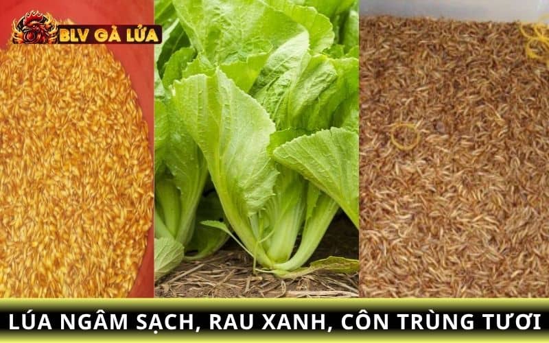 Các loại thức ăn bạn nên cho gà ăn trước khi đá Các loại thức ăn bạn nên cho gà ăn trước khi đá