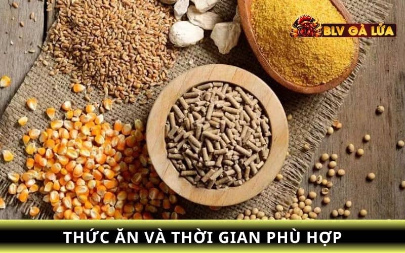 Các loại thức ăn và giờ ăn tốt cho gà cho tập đá bo lớn Các loại thức ăn và giờ ăn tốt cho gà cho tập đá bo lớn