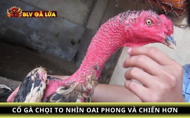 Các lợi thế khi gà chọi cổ to Các lợi thế khi gà chọi cổ to
