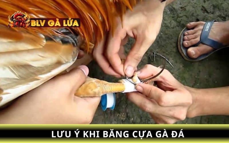 Các lưu ý khi băng cựa gà đá Các lưu ý khi băng cựa gà đá