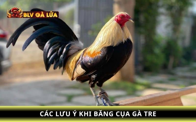 Các lưu ý khi băng cựa gà tre Các lưu ý khi băng cựa gà tre