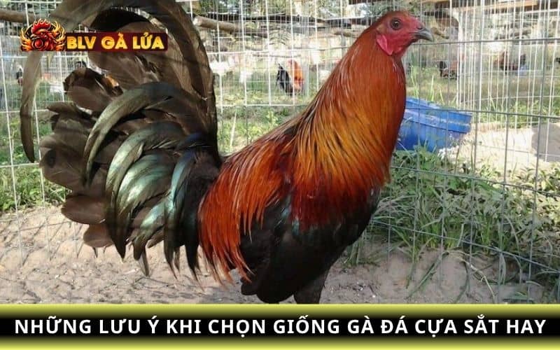Các lưu ý khi chọn giống gà đá cựa sắt hay Các lưu ý khi chọn giống gà đá cựa sắt hay