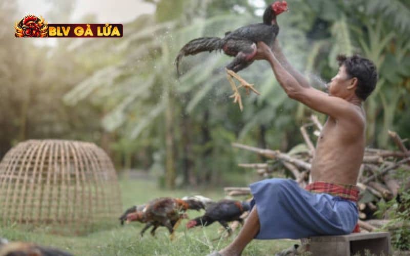 Các lưu ý khi nuôi gà vô chế độ đá Các lưu ý khi nuôi gà vô chế độ đá