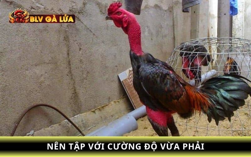Các lưu ý khi tập luyện cho gà chọi cổ to Các lưu ý khi tập luyện cho gà chọi cổ to