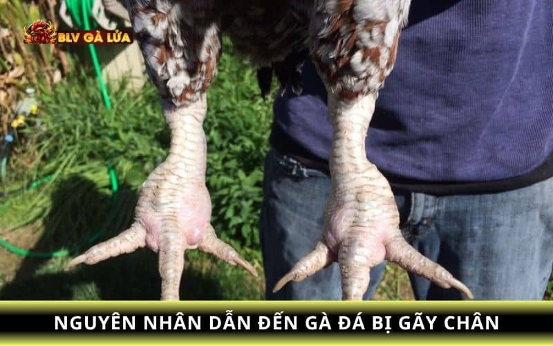 Các nguyên nhân dẫn đến gà đá bị gãy chân Các nguyên nhân dẫn đến gà đá bị gãy chân