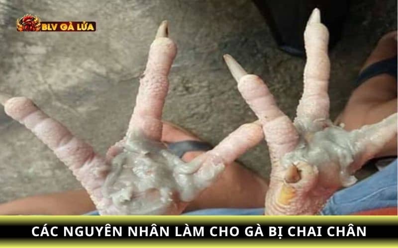 Các nguyên nhân gà chọi bị chai chân Các nguyên nhân gà chọi bị chai chân