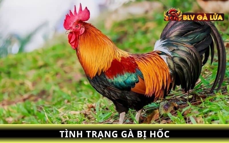 Các nguyên nhân gây ra gà bị hốc Các nguyên nhân gây ra gà bị hốc