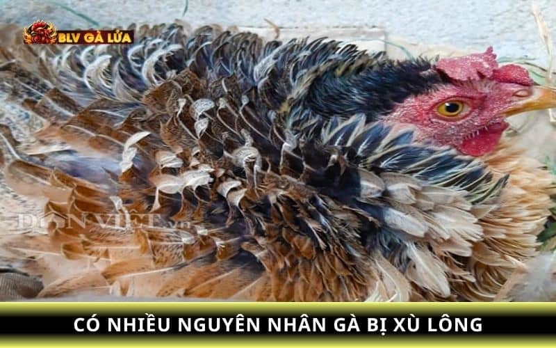 Các nguyên nhân khiến gà bị xù lông Các nguyên nhân khiến gà bị xù lông