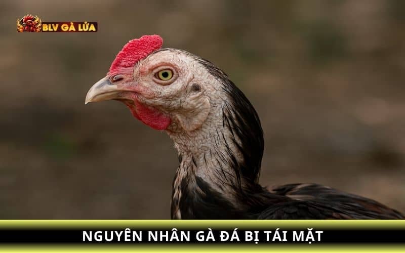 Các nguyên nhân làm cho gà đá bị tái mặt Các nguyên nhân làm cho gà đá bị tái mặt