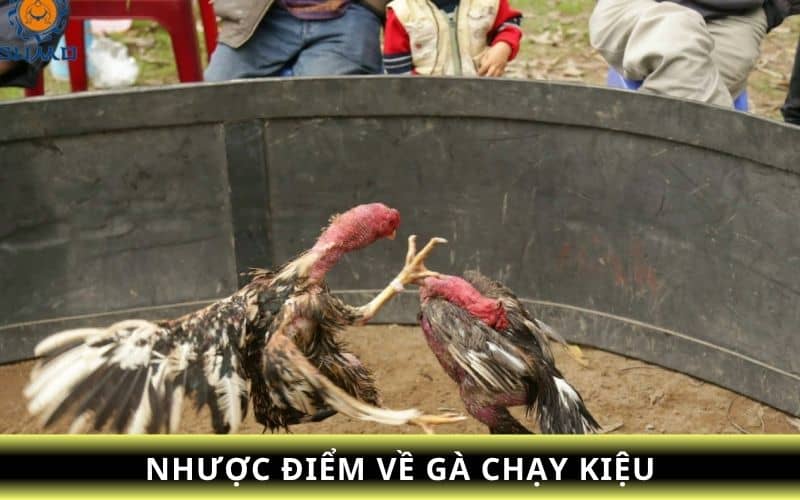 Các nhược điểm về gà chạy kiệu