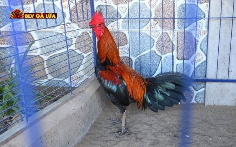 Các nhược điểm về gà tử mị Các nhược điểm về gà tử mị