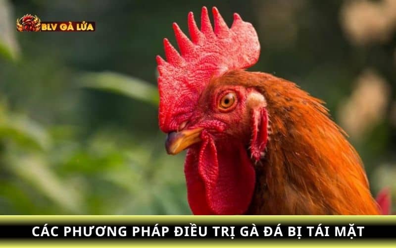 Các phương pháp điều trị gà đá tái mặt nhanh chóng hồi phục Các phương pháp điều trị gà đá tái mặt nhanh chóng hồi phục