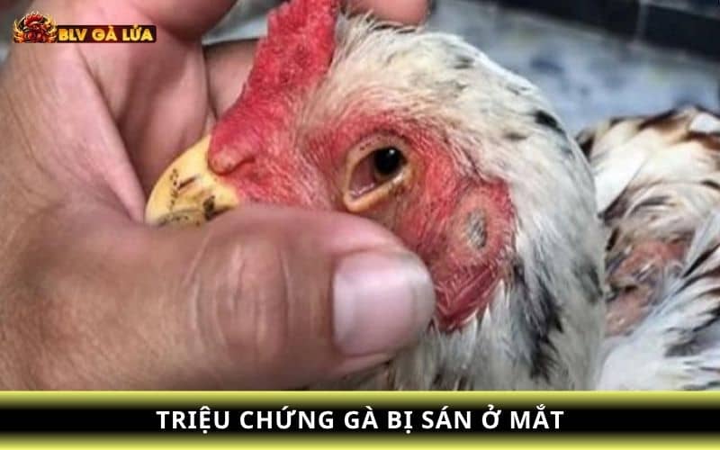Các triệu chứng mắt gà chọi có giun sán Các triệu chứng mắt gà chọi có giun sán