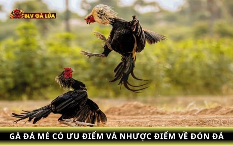 Các ưu điểm và nhược điểm về gà đá mé Các ưu điểm và nhược điểm về gà đá mé