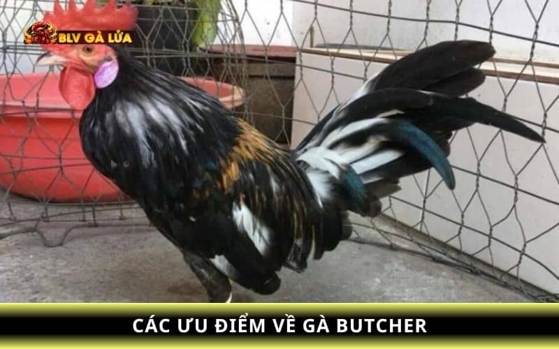 Các ưu điểm về gà Butcher Các ưu điểm về gà Butcher