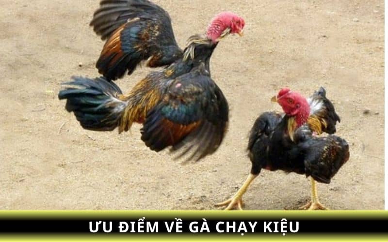 Các ưu điểm về gà chạy kiệu