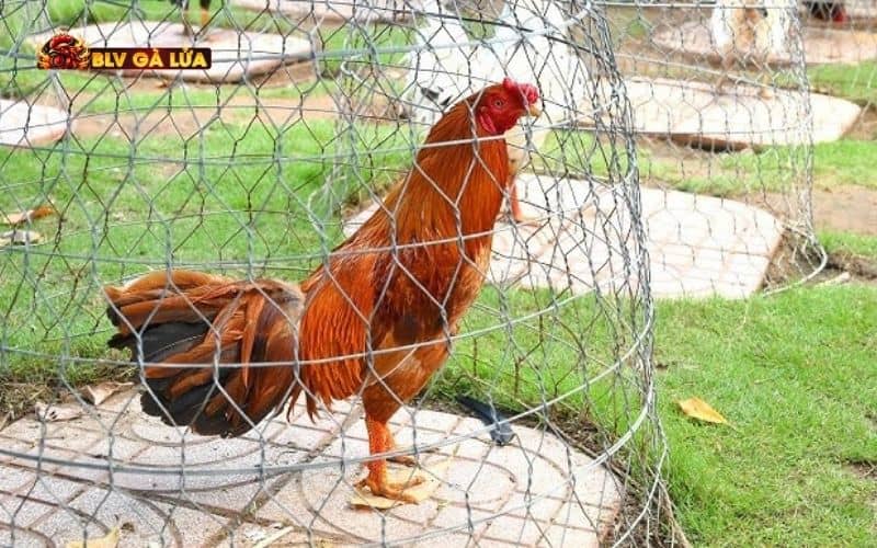 Các ưu điểm về gà tử mị Các ưu điểm về gà tử mị