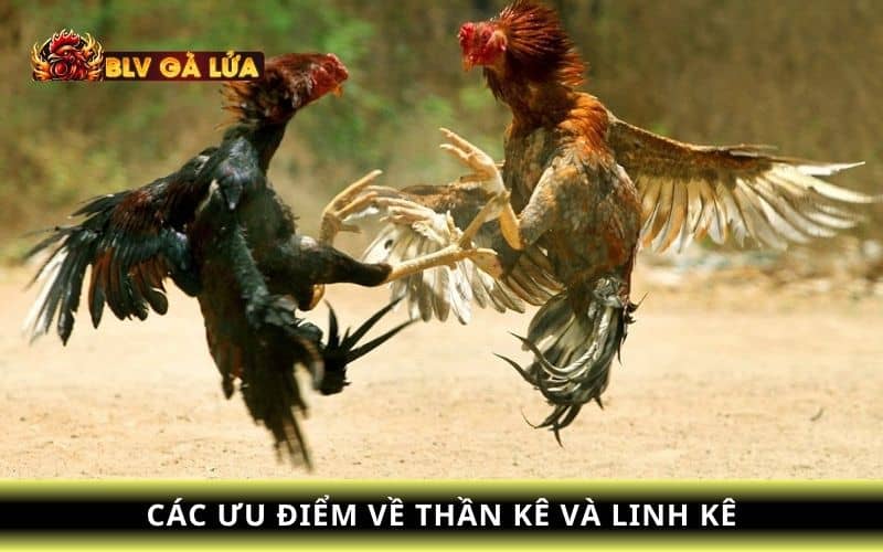 Các ưu điểm về thân kê và linh kê Các ưu điểm về thân kê và linh kê
