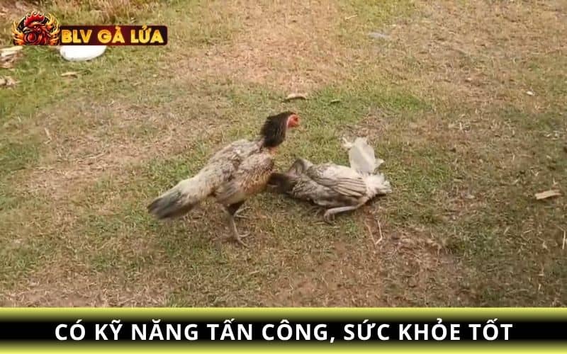Các ưu tiên khi chọn gà mái để làm giống