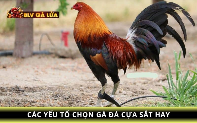 Các yếu tố chọn giống gà đá cựa sắt hay Các yếu tố chọn giống gà đá cựa sắt hay