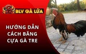 Cách Băng Cựa Gà Tre