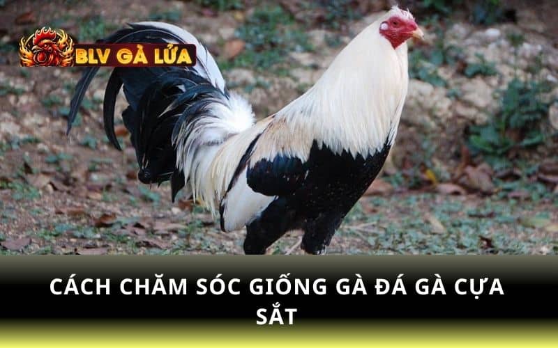 Cách chăm sóc giống gà đá cựa sắt Cách chăm sóc giống gà đá cựa sắt