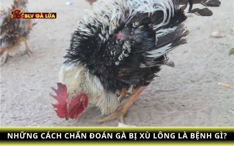Cách chẩn đoán khi gà bị xù lông Cách chẩn đoán khi gà bị xù lông