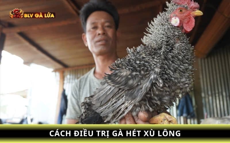Cách điều trị gà bị xù lông Cách điều trị gà bị xù lông