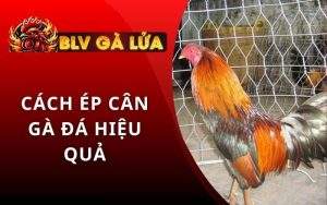 Cách Ép Cân Gà Đá Hiệu Quả